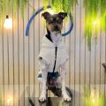 Moletom Pet TED Verde Militar